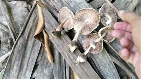 Isinubo ang balikong mushroom kahit mabaho .
